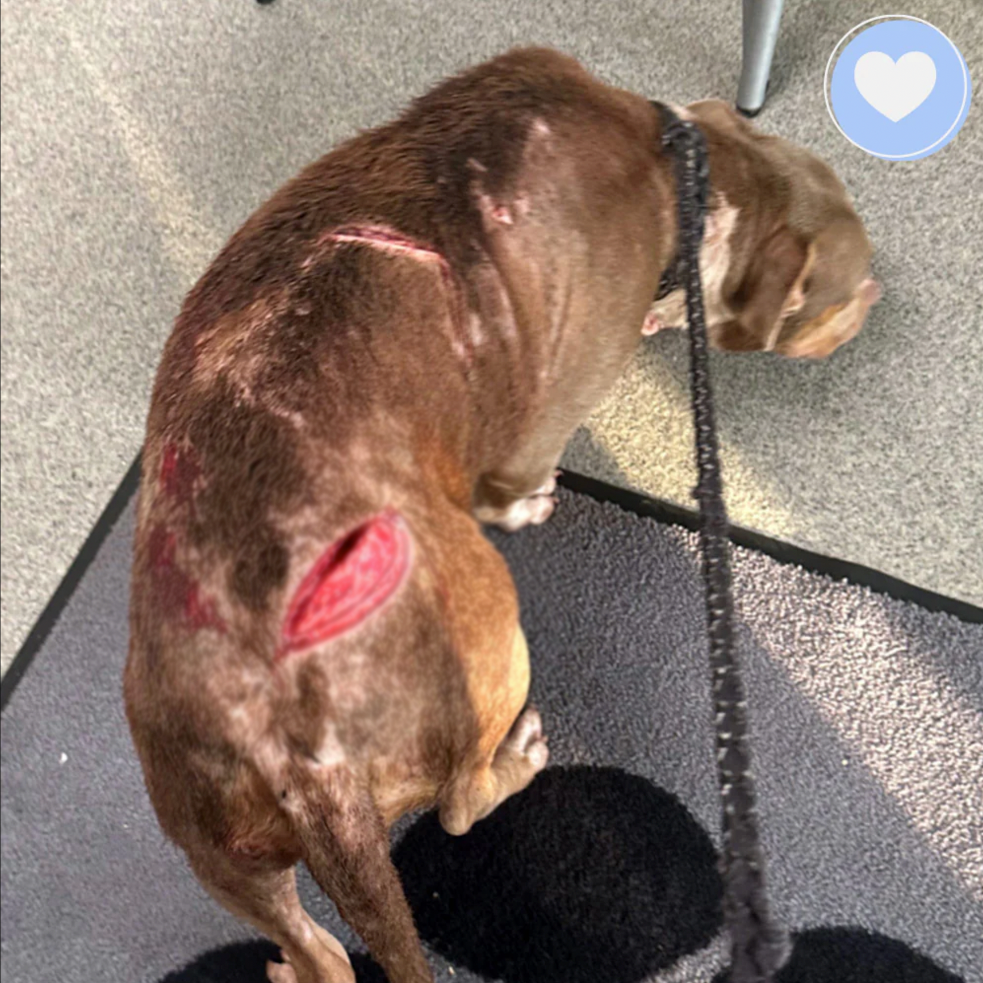 Funded - Help Colima Heal After Trauma & Abuse、mySite、camillekostekn