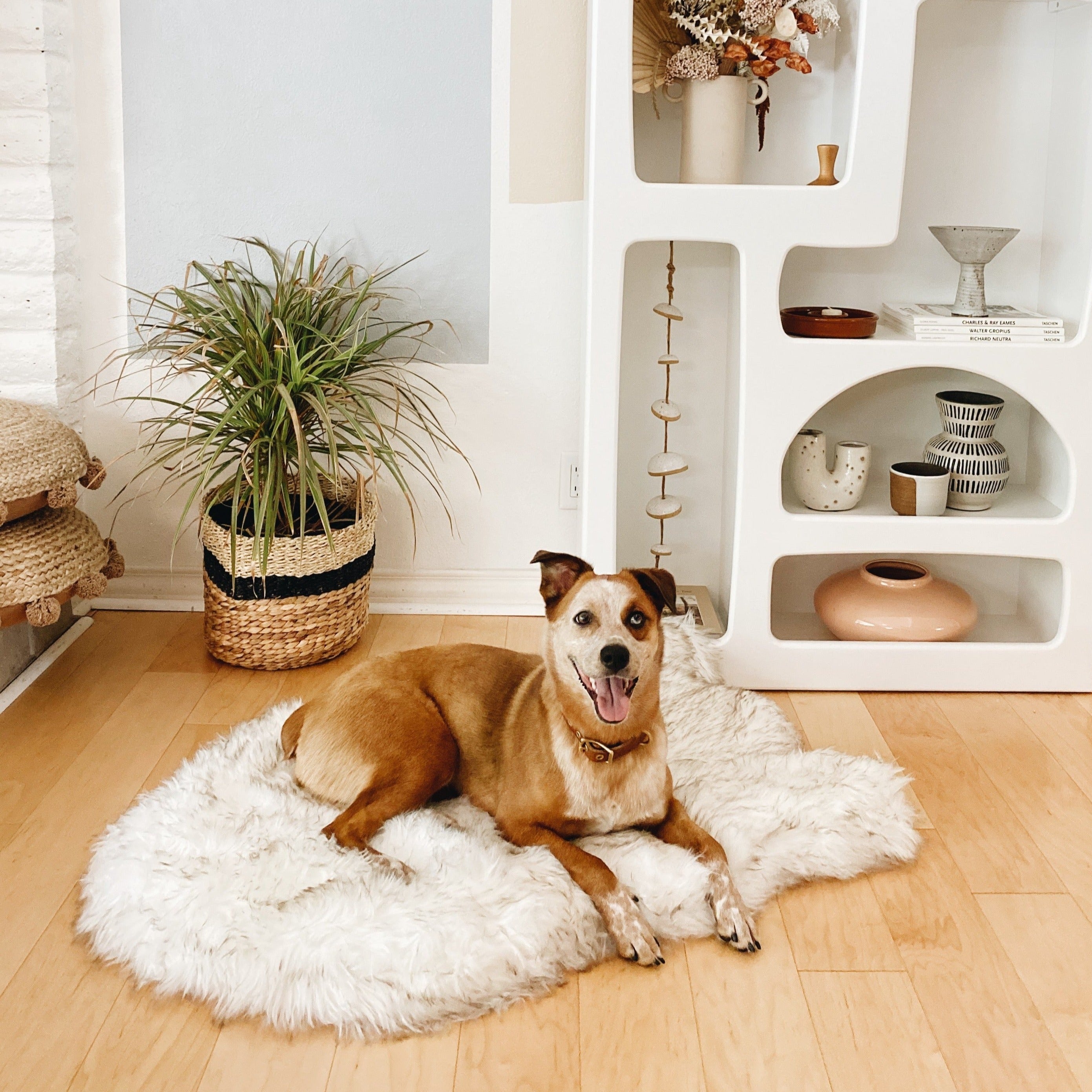 Paw.com x BarkBox PupRug™ Faux Fur Orthopedic Dog Bed - White with Brown Accents、mySite、solidvoid