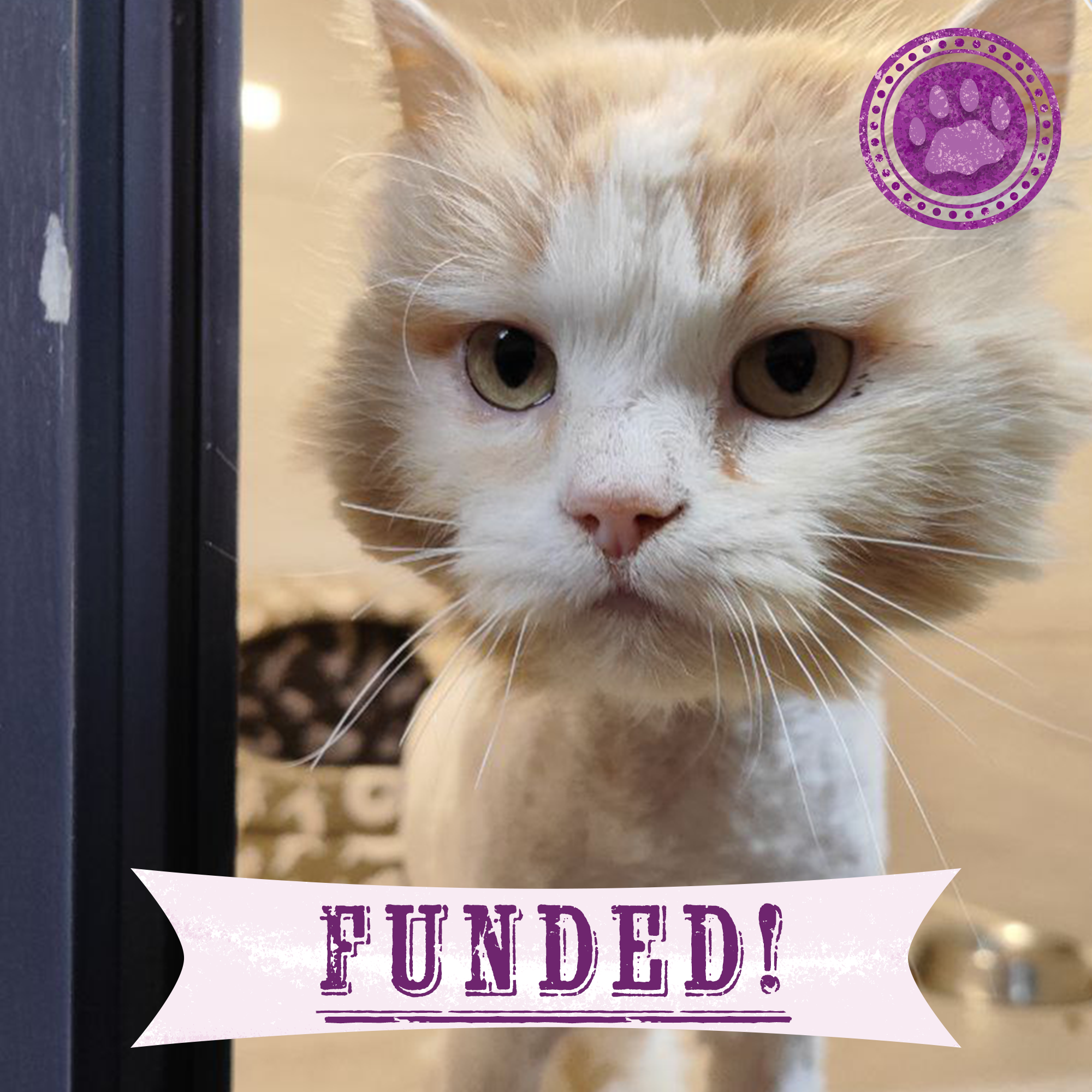 Funded: Help Lion Heal After Being Stranded in a War Zone、mySite、camillekostekn