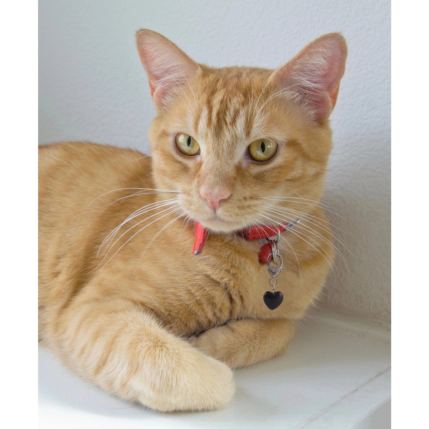 Black Obsidian Healing Pet Charm-Clarity Handmade、mySite、g9winljtr