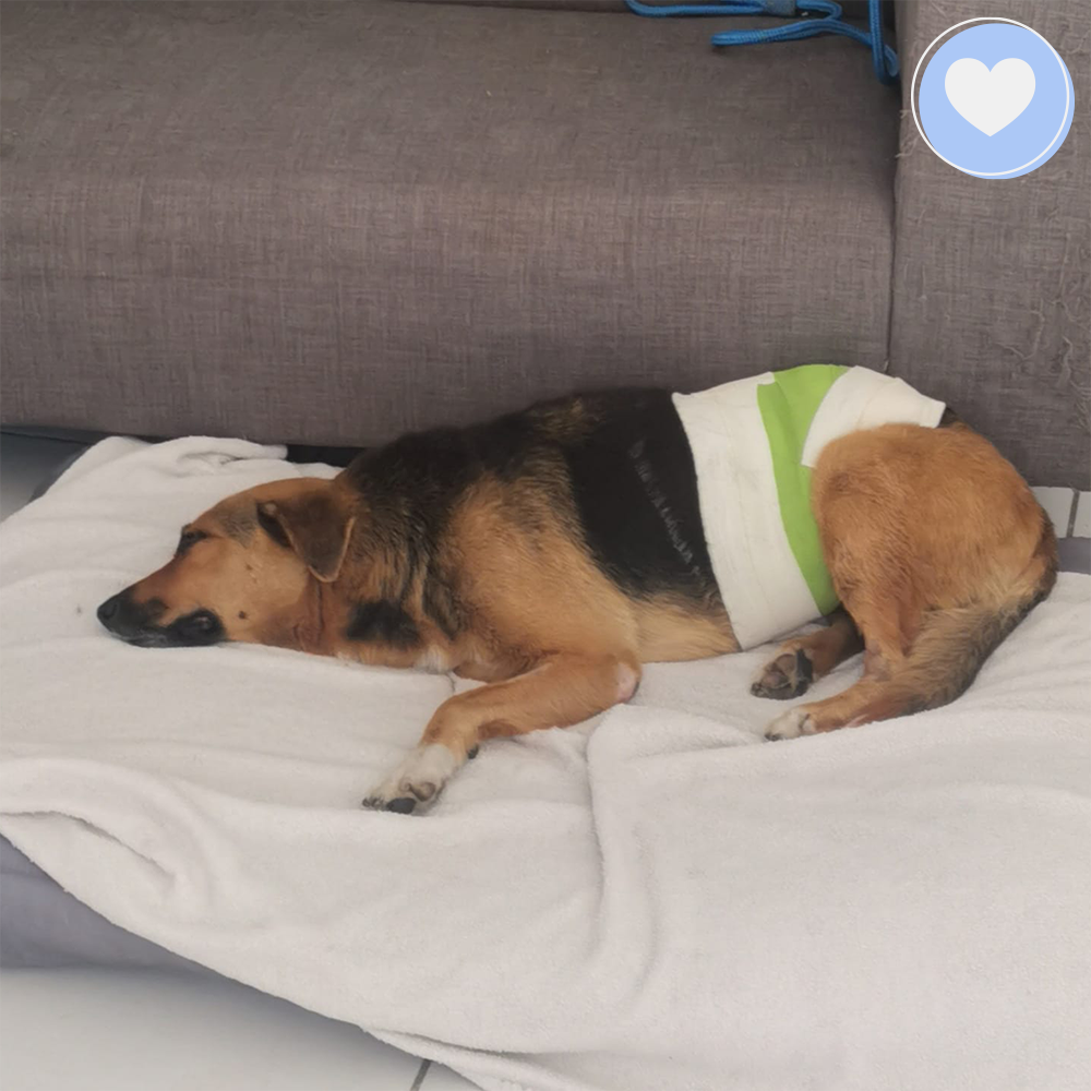 Funded - Give Ash a Second Chance、mySite、camillekostekn