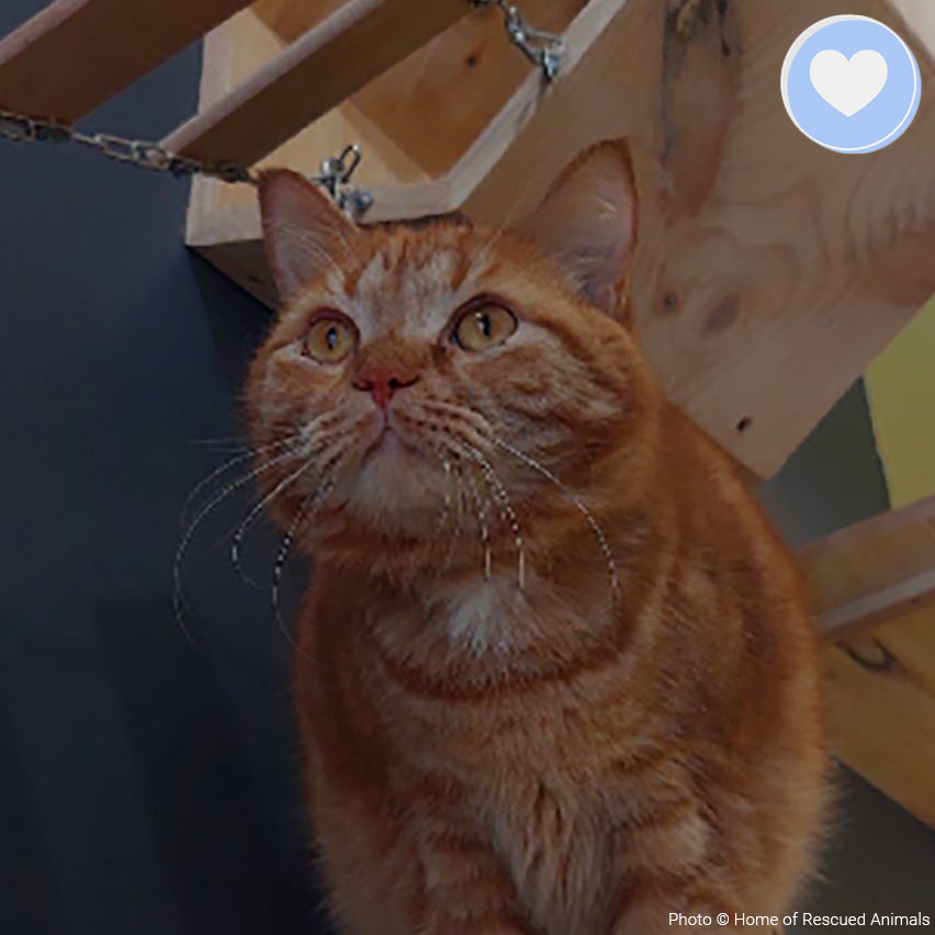 Funded: Help Garfield Recover from Life-Altering Surgery、mySite、camillekostekn