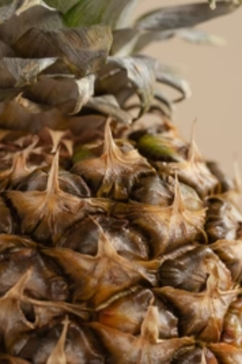 Pura Fragrance Refill -Pineapple Cilantro (Tommy Bahama)、mySite、hinf8tx79