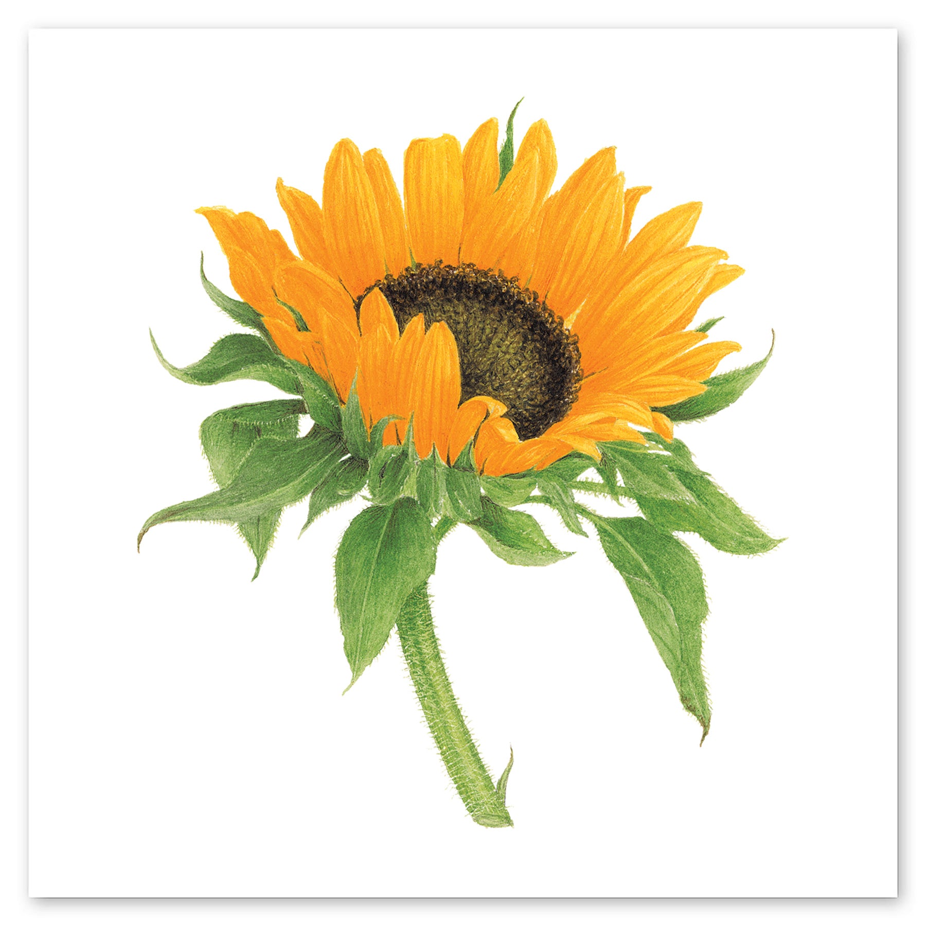  Sunflower Tattly Temporary Tattoos、mySite、ghnorth