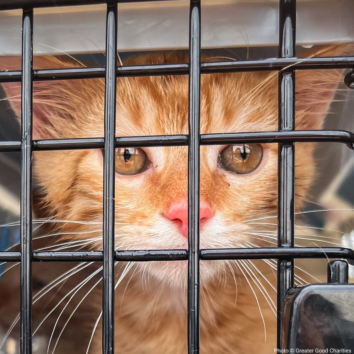 URGENT: Help Evacuate Shelter Pets After Hurricane Francine、mySite、camillekostekn