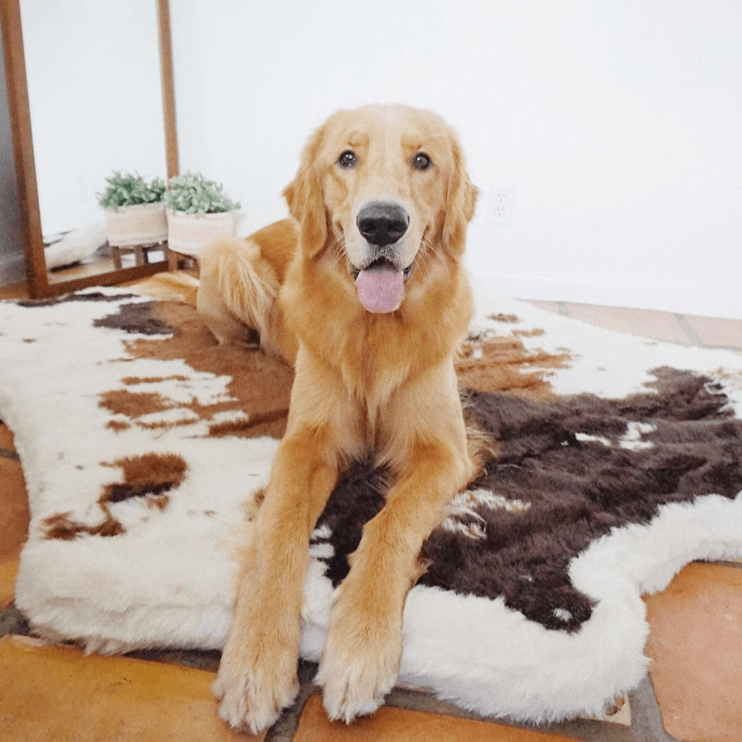 PupRug™ Animal Print Memory Foam Dog Bed - Brown Faux Cowhide、mySite、solidvoid