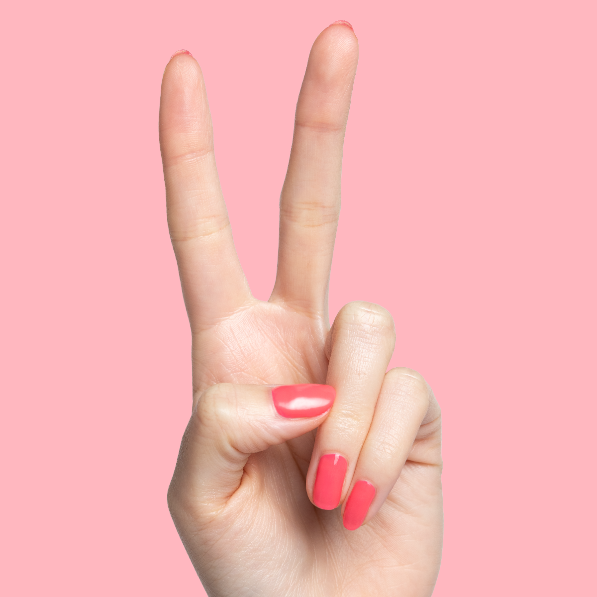 Flamingo、mySite、solidvoid