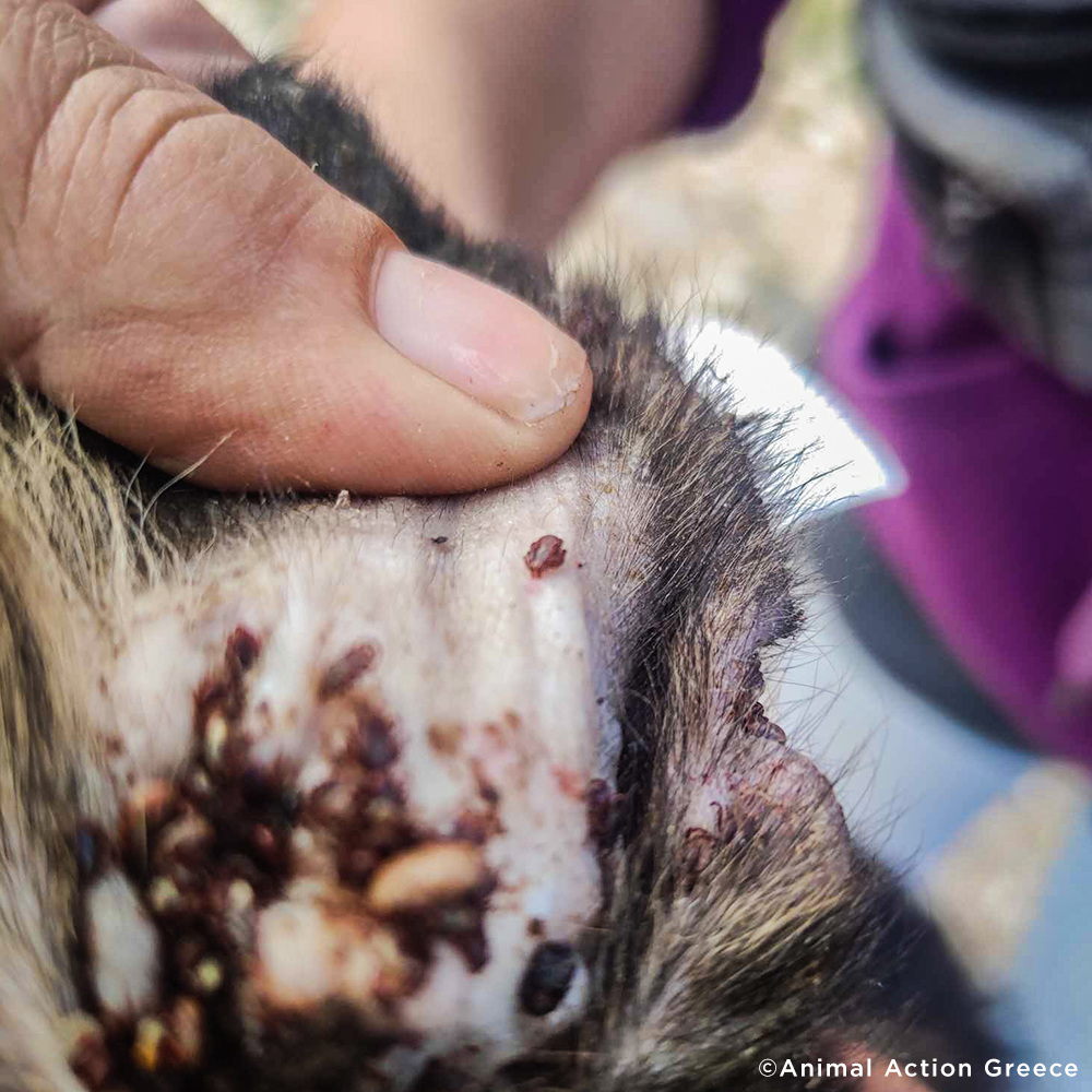 Funded: Parasite-Riddled Puppy Found Alone Needs Immediate Care To Survive、mySite、camillekostekn