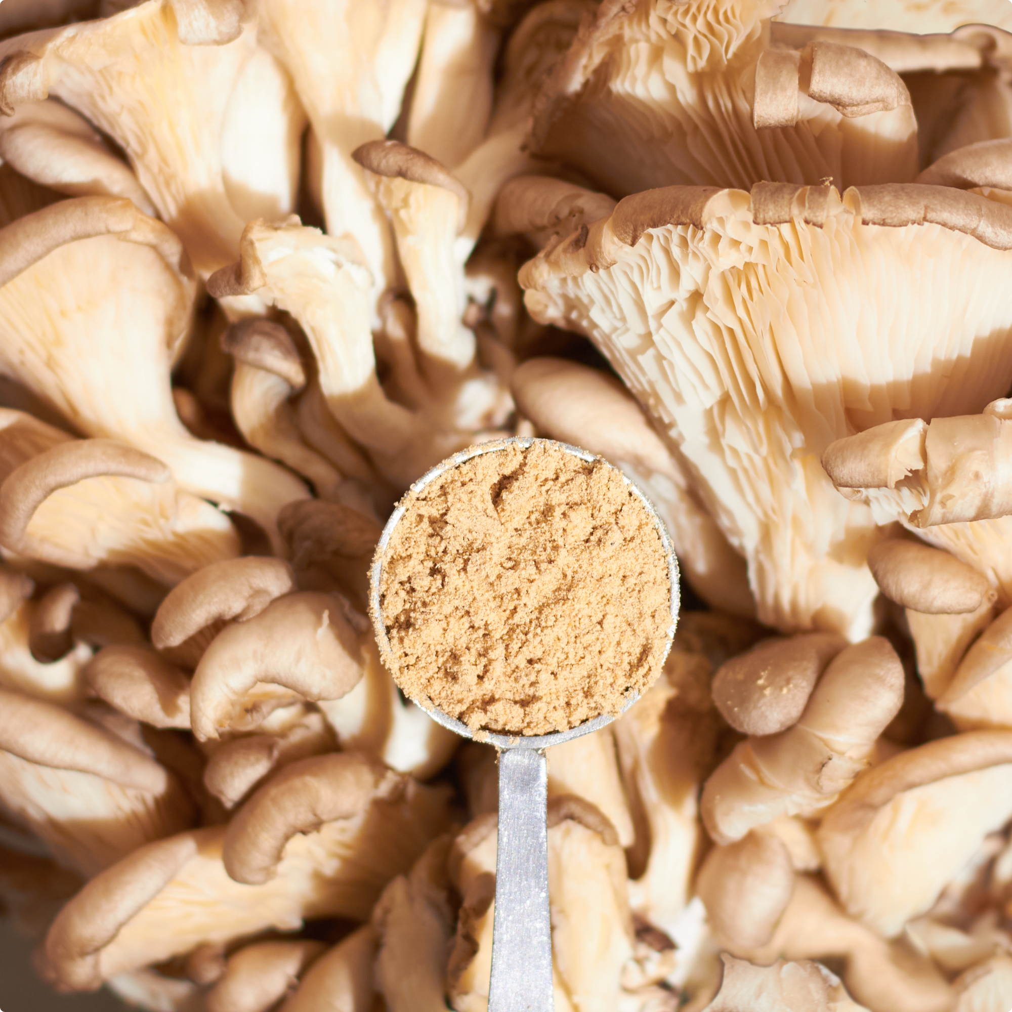 Organic Oyster Mushroom Powder、mySite、gigharbornorthrealestate