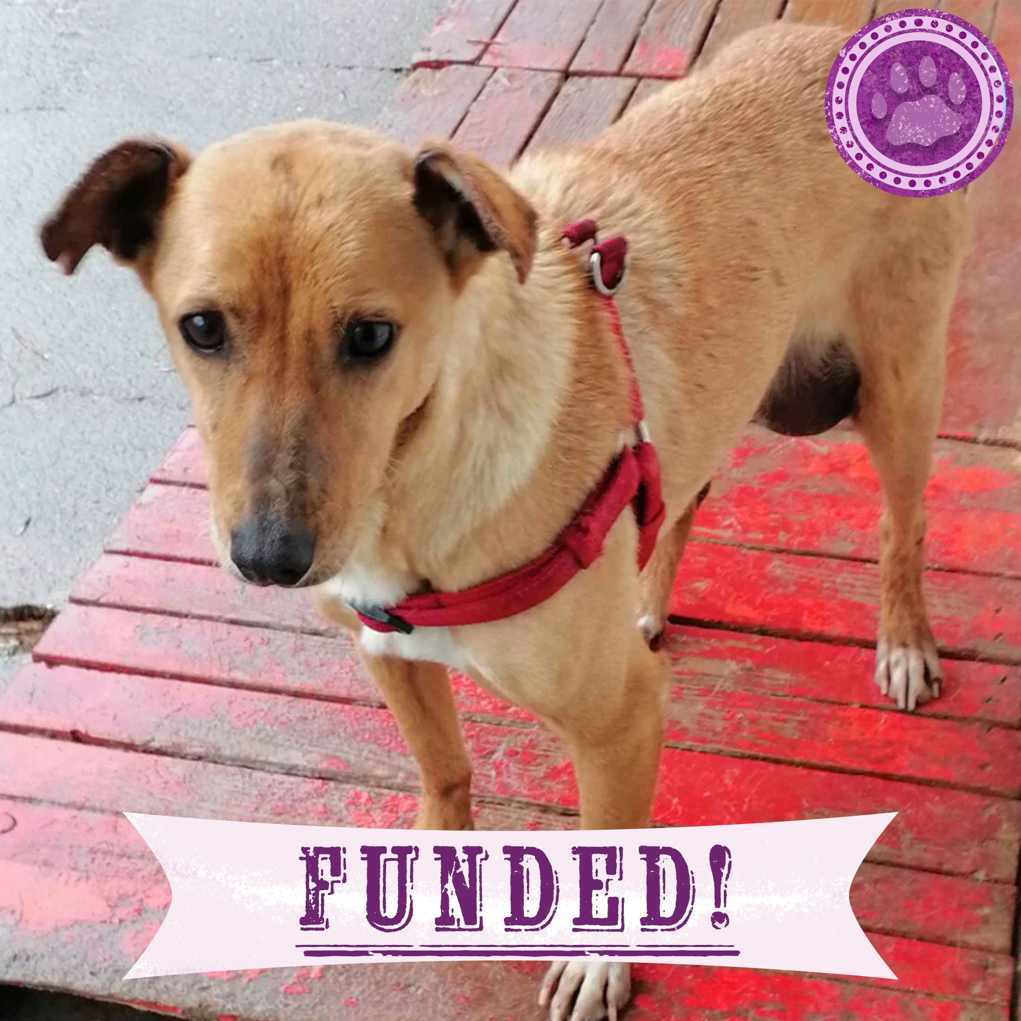 Funded - Help Boyana Heal From Hernia、mySite、camillekostekn