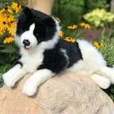 Plush Realistic Border Collie by Auswella、mySite、g9winljtr