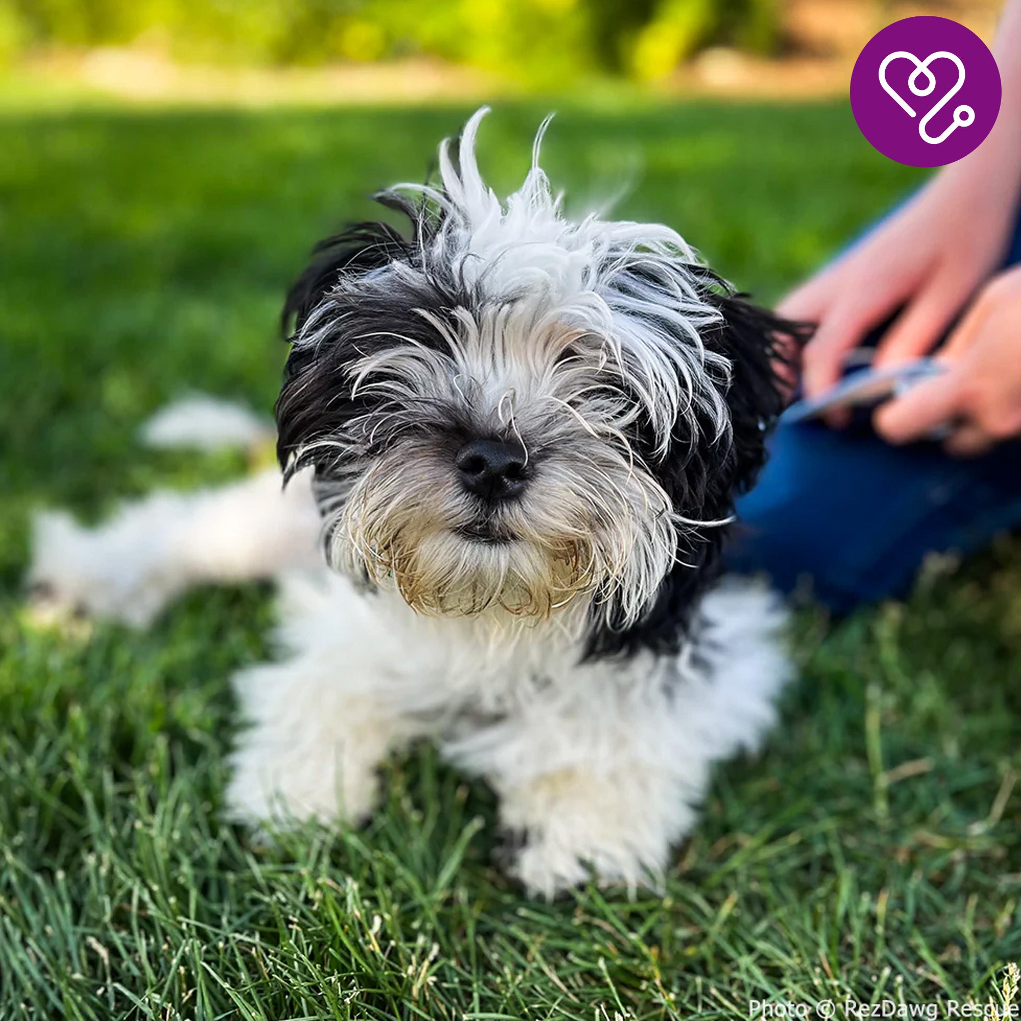 Funded: Help Snooka Run and Play After Leg Fracture、mySite、camillekostekn