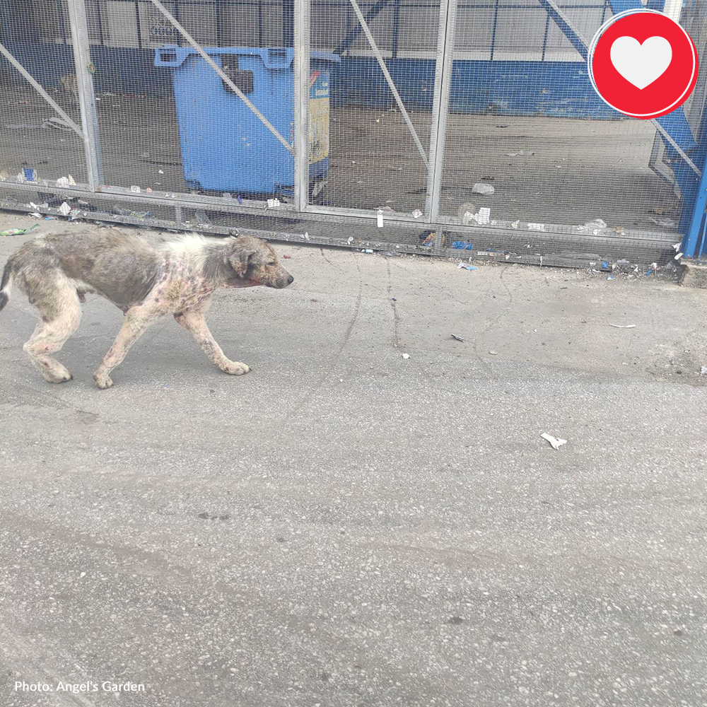 Funded: Lyra Needs Your Help to Recover From Severe Mange、mySite、camillekostekn