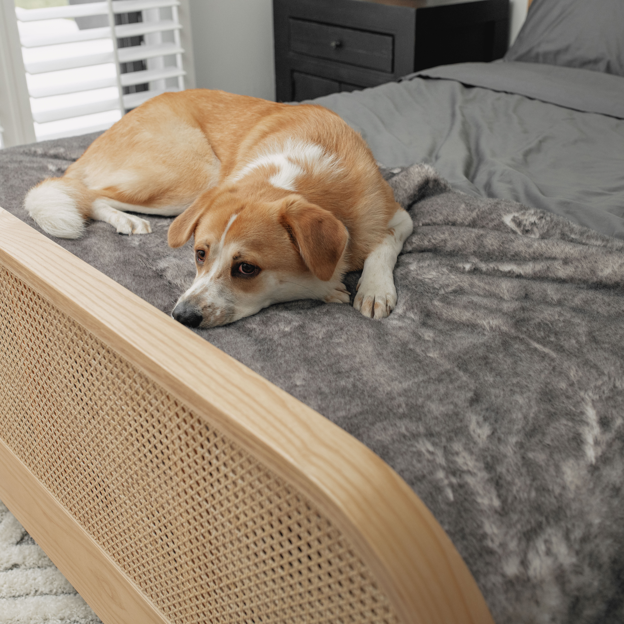 PupProtector™ Luxe Waterproof Bed Runner - Ultra Soft Chinchilla、mySite、solidvoid