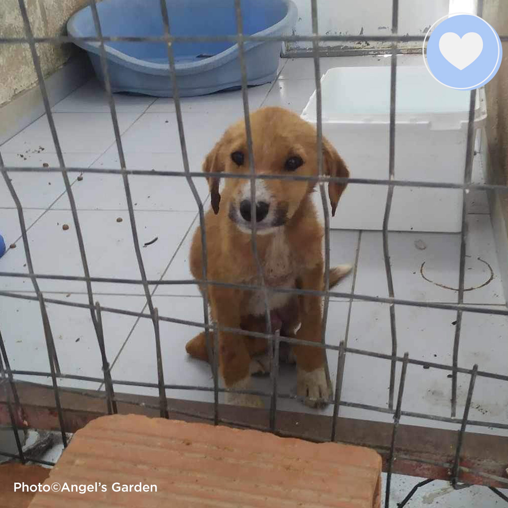 Funded: Help Ares Overcome Sickness and Starvation、mySite、camillekostekn