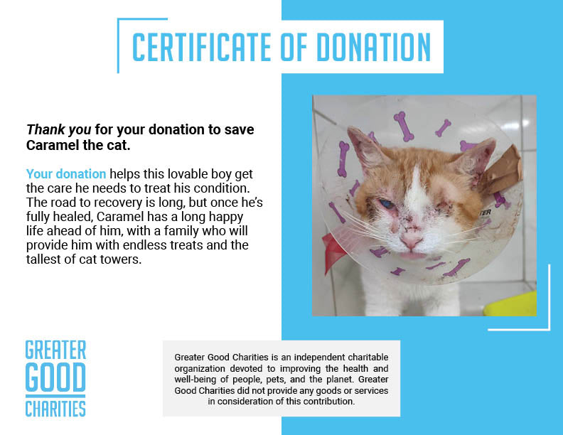 Funded: Help Caramel Fight to Regain Sight After Eye Infection、mySite、camillekostekn