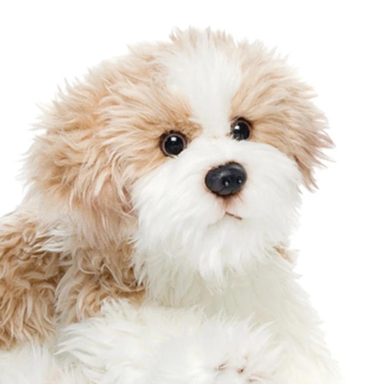 Plush Mixed Breeds: Maltipoo, Terrier Mix, & Labradoodles、mySite、g9winljtr