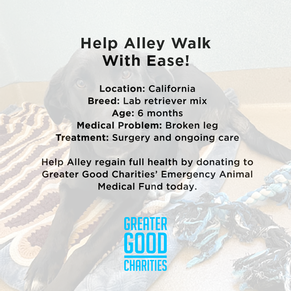 Funded: Help Alley Walk With Ease、mySite、camillekostekn