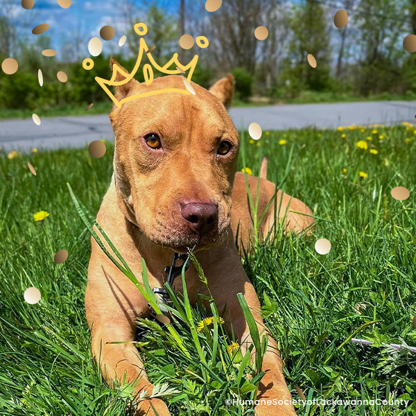 Help Shelter Pets Get Ready for Their Homecoming、mySite、camillekostekn