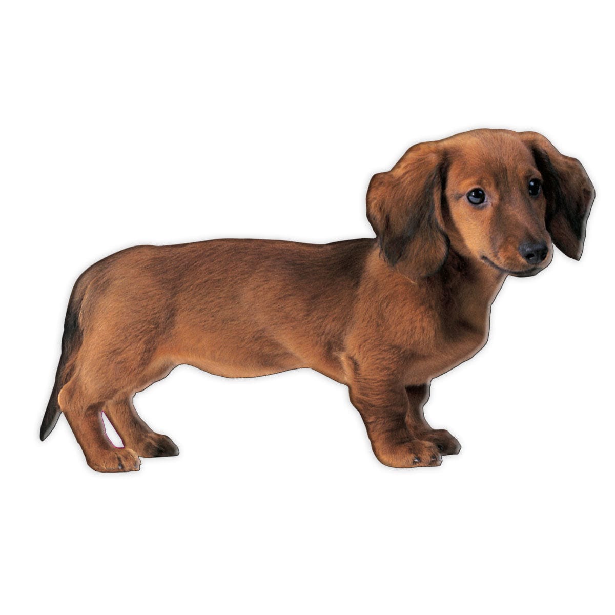  Fridge Magnet - Dachshund Dog、mySite、ghnorth