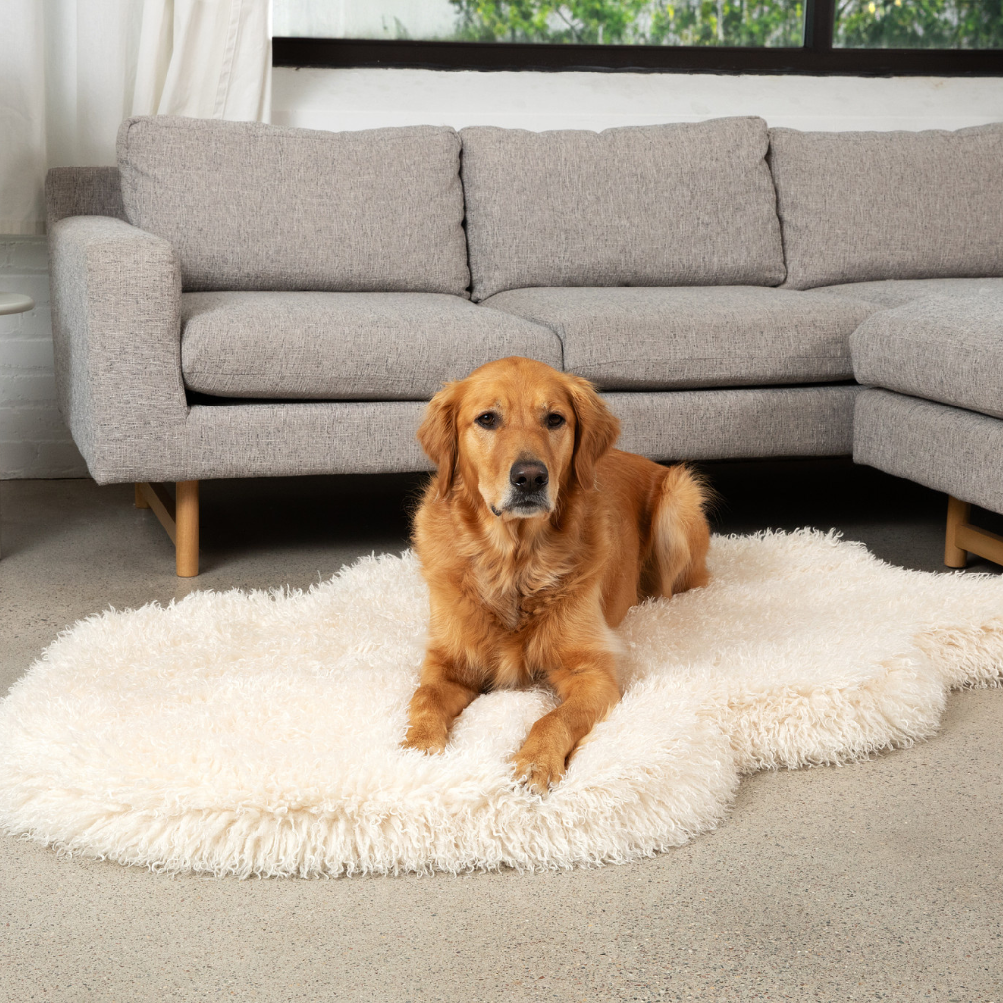 PupRug™ Luxe Faux Fur Orthopedic Dog Bed - Plush Sheep Ivory、mySite、solidvoid