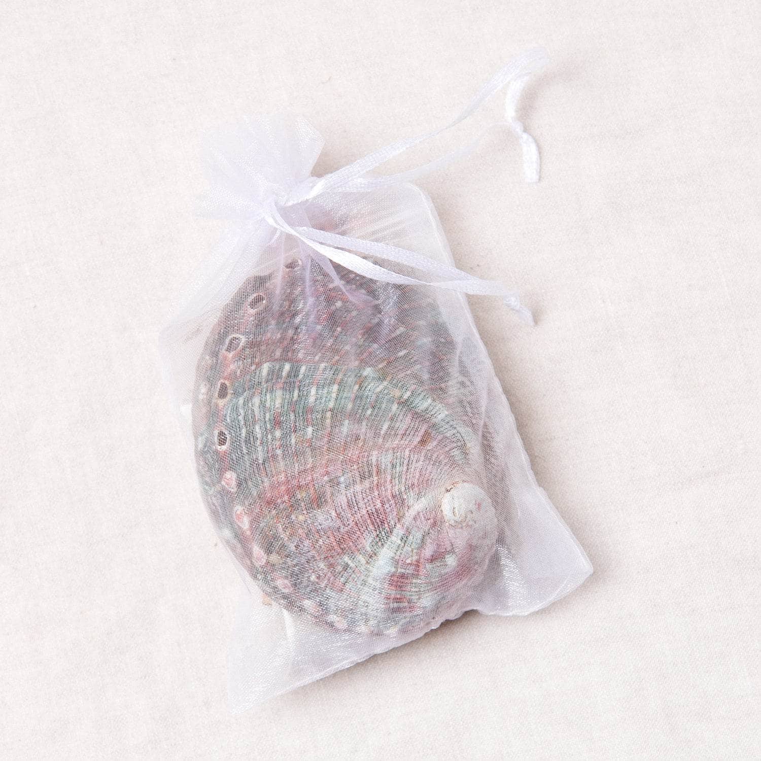 Small Abalone Shell Kit、mySite、hinf8tx79