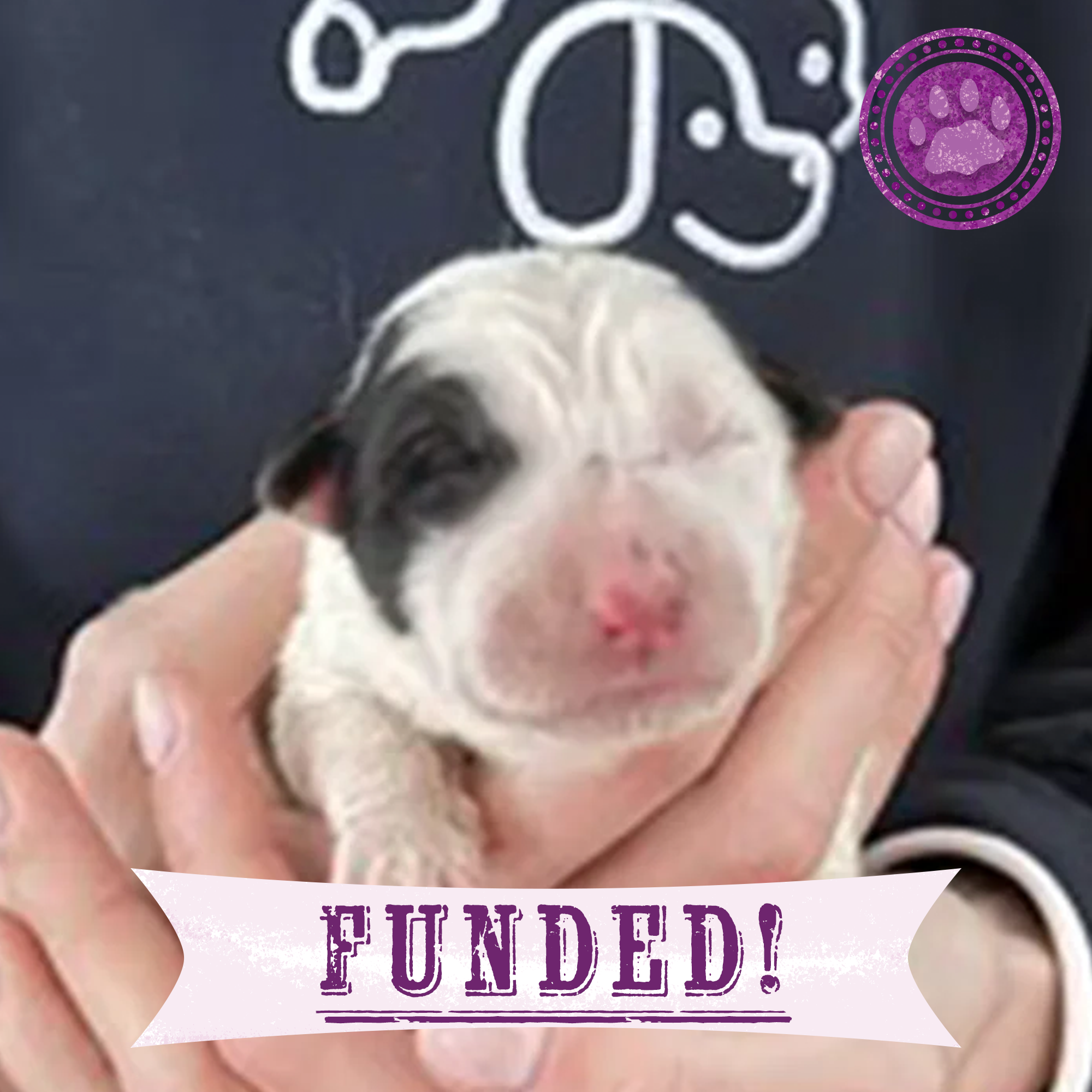 Funded: Help Zeus Get The Nutrition He Needs To Grow Big & Strong、mySite、camillekostekn