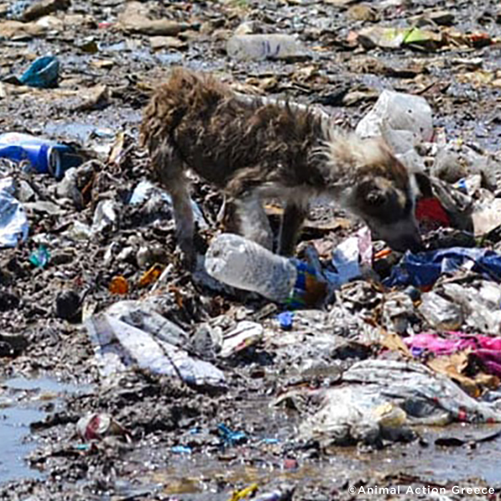 Thousands of Sick and Starving Dogs Need Urgent Care、mySite、camillekostekn