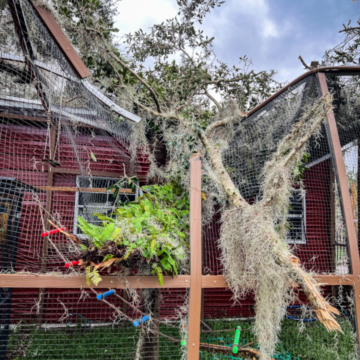 URGENT: Help Wildlife Affected By Recent Hurricanes、mySite、camillekostekn