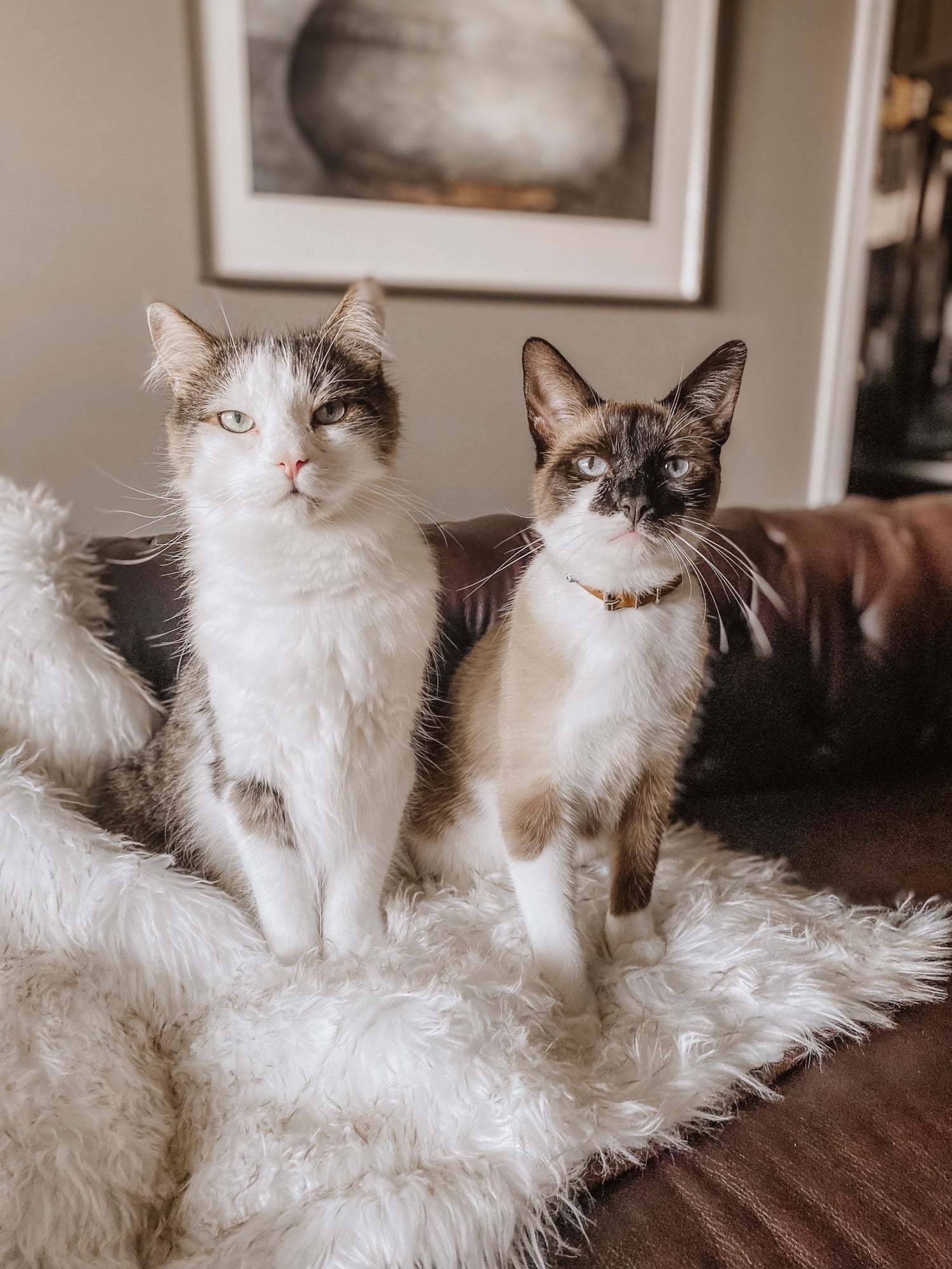 CatNap™ Anti-Scratch & Waterproof Throw Blanket - White with Brown Accents、mySite、solidvoid