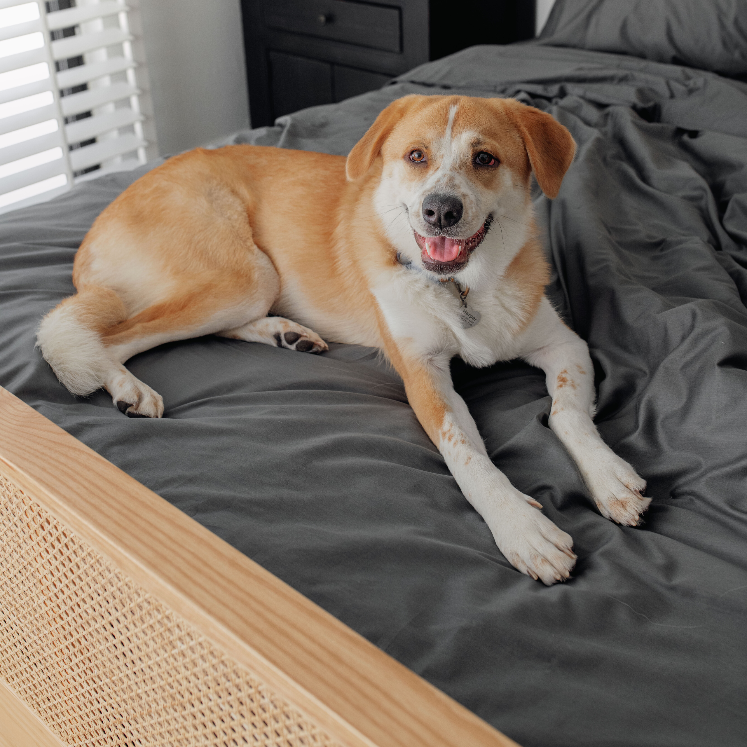 PupSheets™ Hair Resistant, Antimicrobial & Cooling Duvet Cover and Sham Set - Graphite、mySite、solidvoid