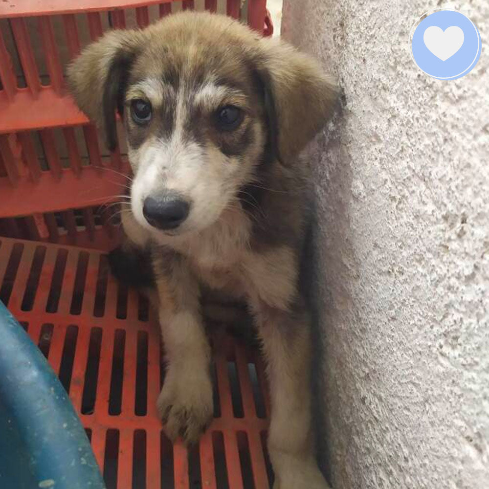 Funded: Give Aphrodite a Chance to Survive and Thrive、mySite、camillekostekn