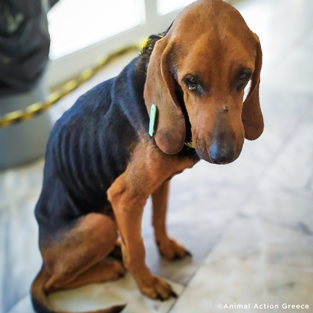 Funded: Help Sick Dog Found Barely Surviving in Pile of Garbage、mySite、camillekostekn