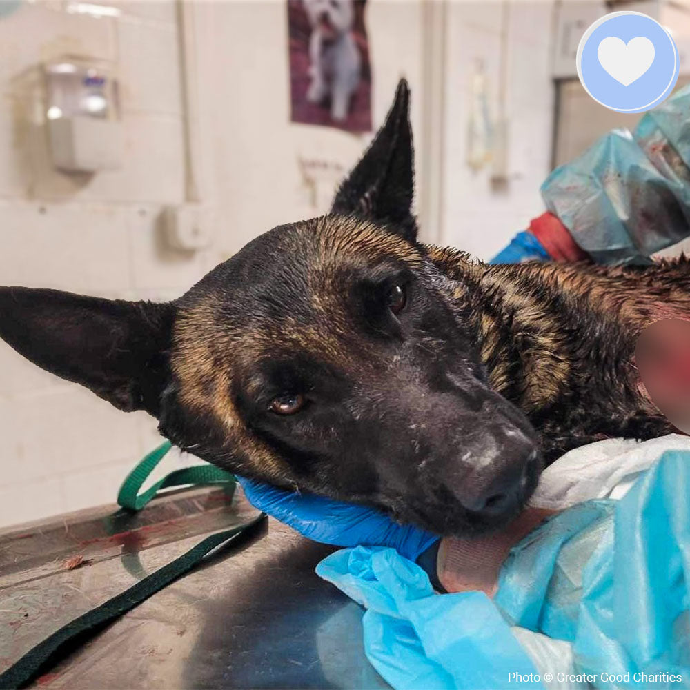 Funded: Help Callan Recover After Being Hit By A Car、mySite、camillekostekn