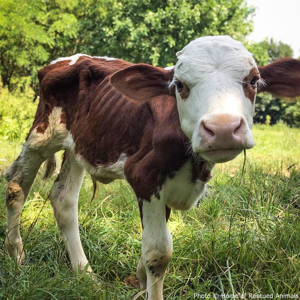 Support Lipchyk the Calf��s Recovery、mySite、camillekostekn