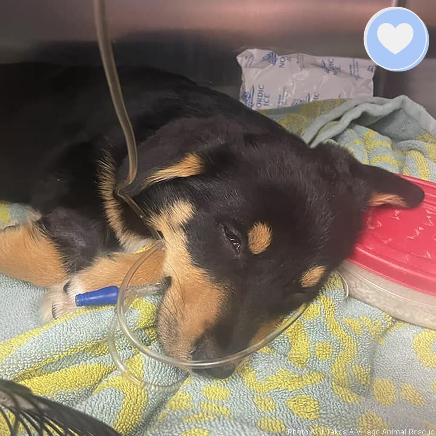 Funded - Help Cooper Breathe Easy、mySite、camillekostekn