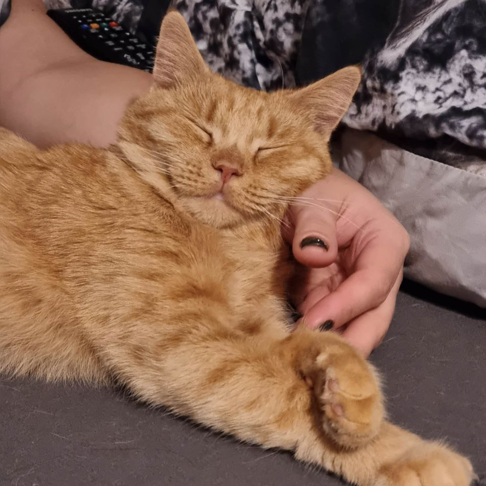 Funded: Busya the Beautiful Cat Warrior is in the Fight of Her Life、mySite、camillekostekn