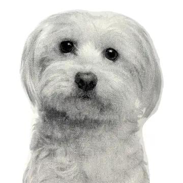 Maltese Pillow、mySite、g9winljtr