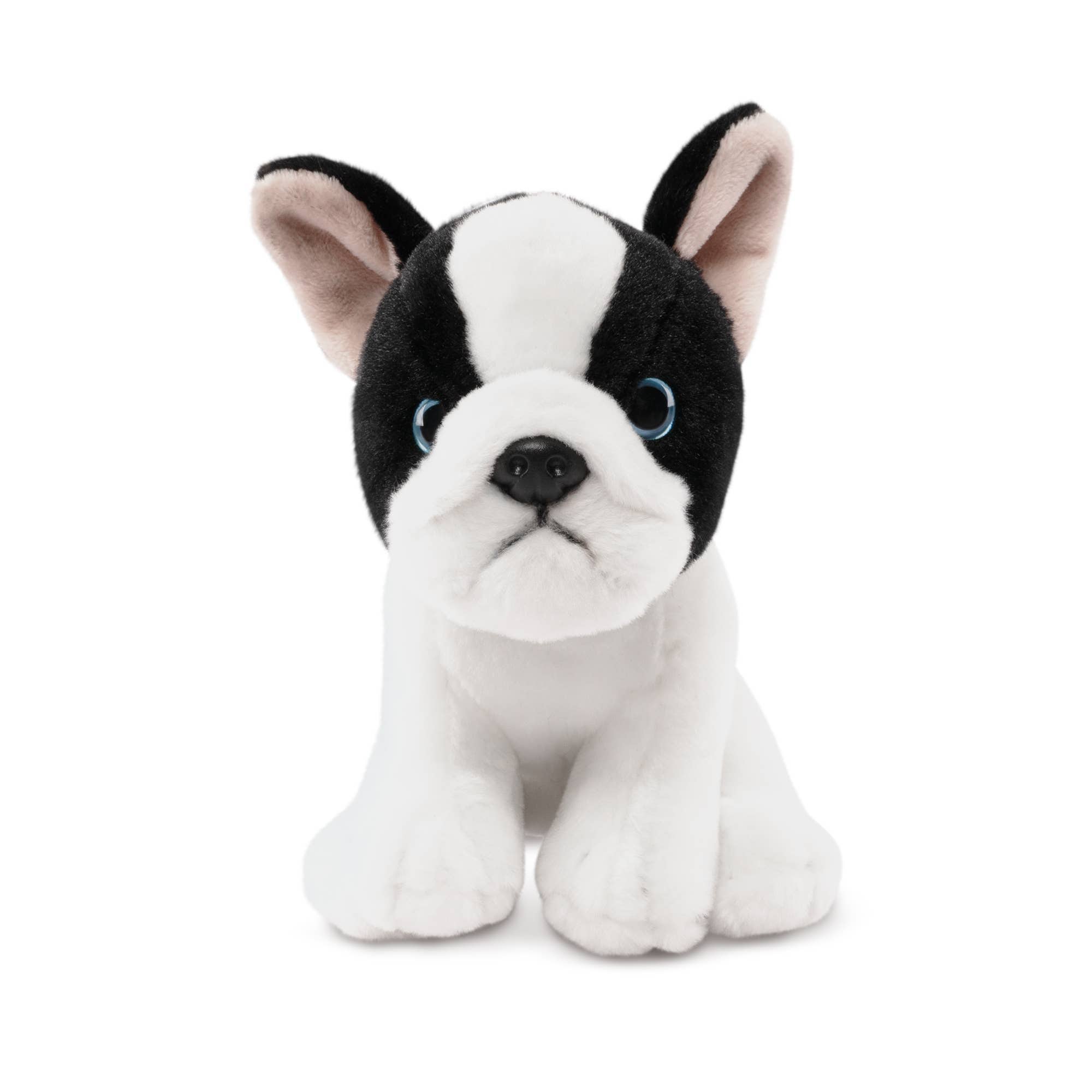 French Bulldog Puppy、mySite、g9winljtr