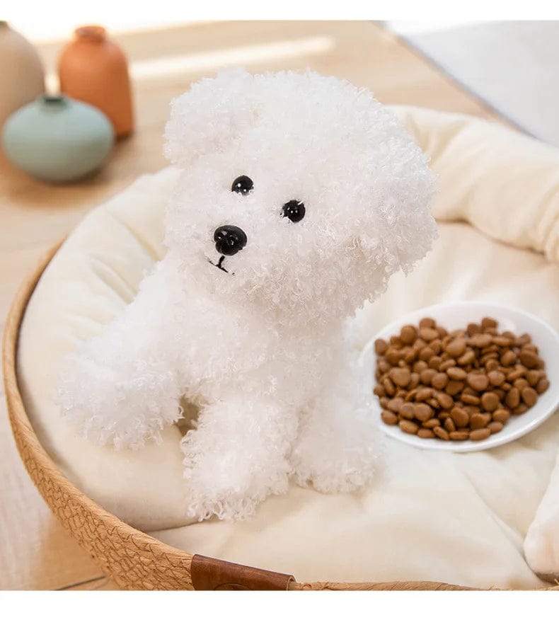 Poodle Mix Puppies Brown or White Curly Que Hair、mySite、g9winljtr