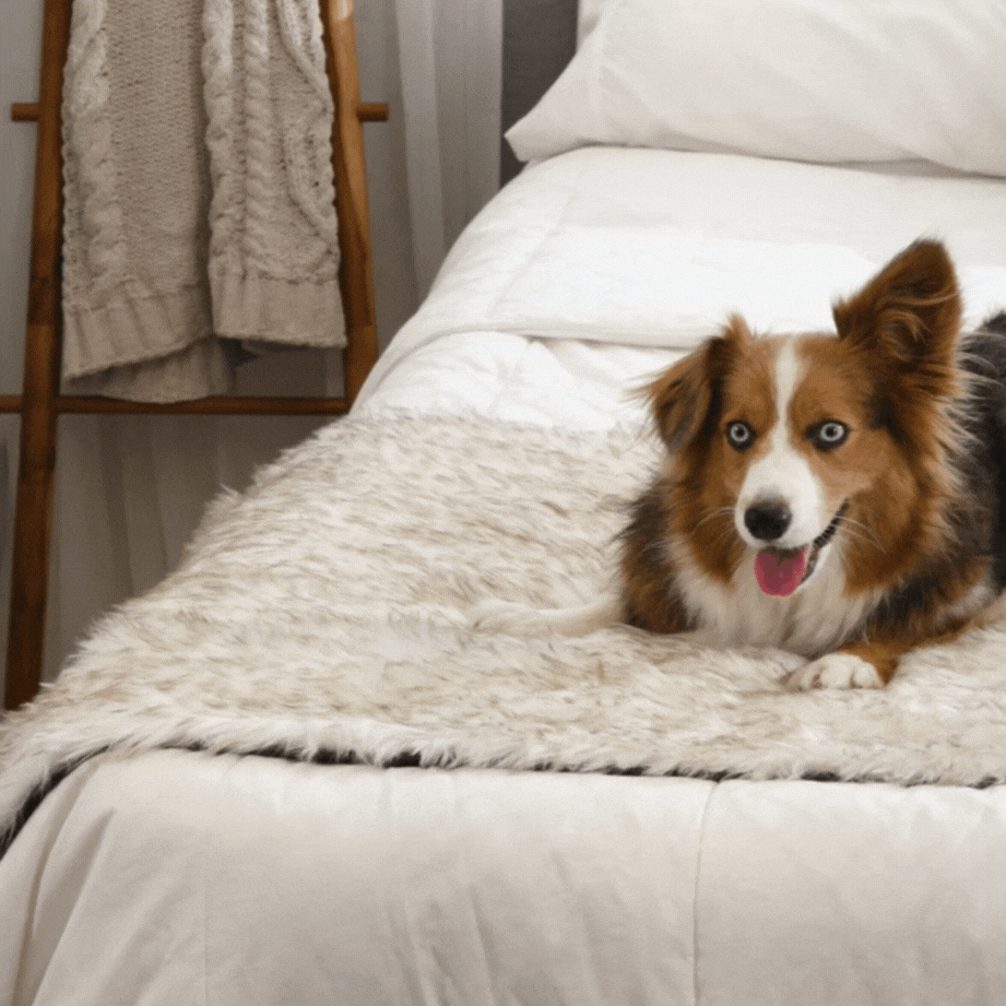 PupProtector™ Waterproof Bed Runner - White with Brown Accents、mySite、solidvoid