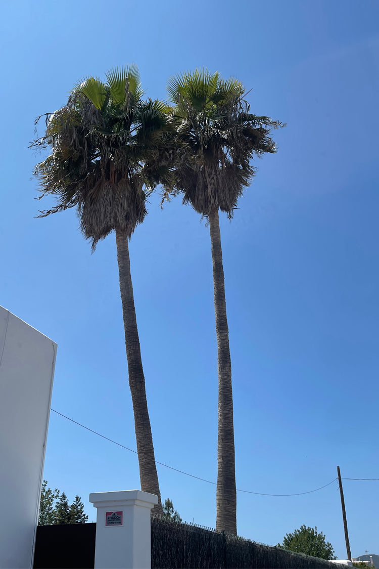 Blue Floral Peony Dress、mySite、solidvoid