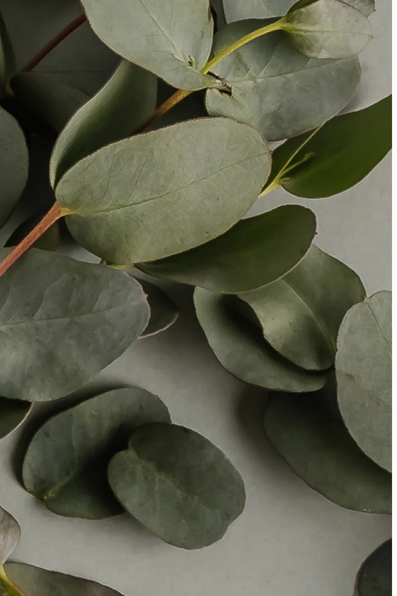 Pura Car Fragrance Refill - Eucalyptus (Archipelago)、mySite、hinf8tx79