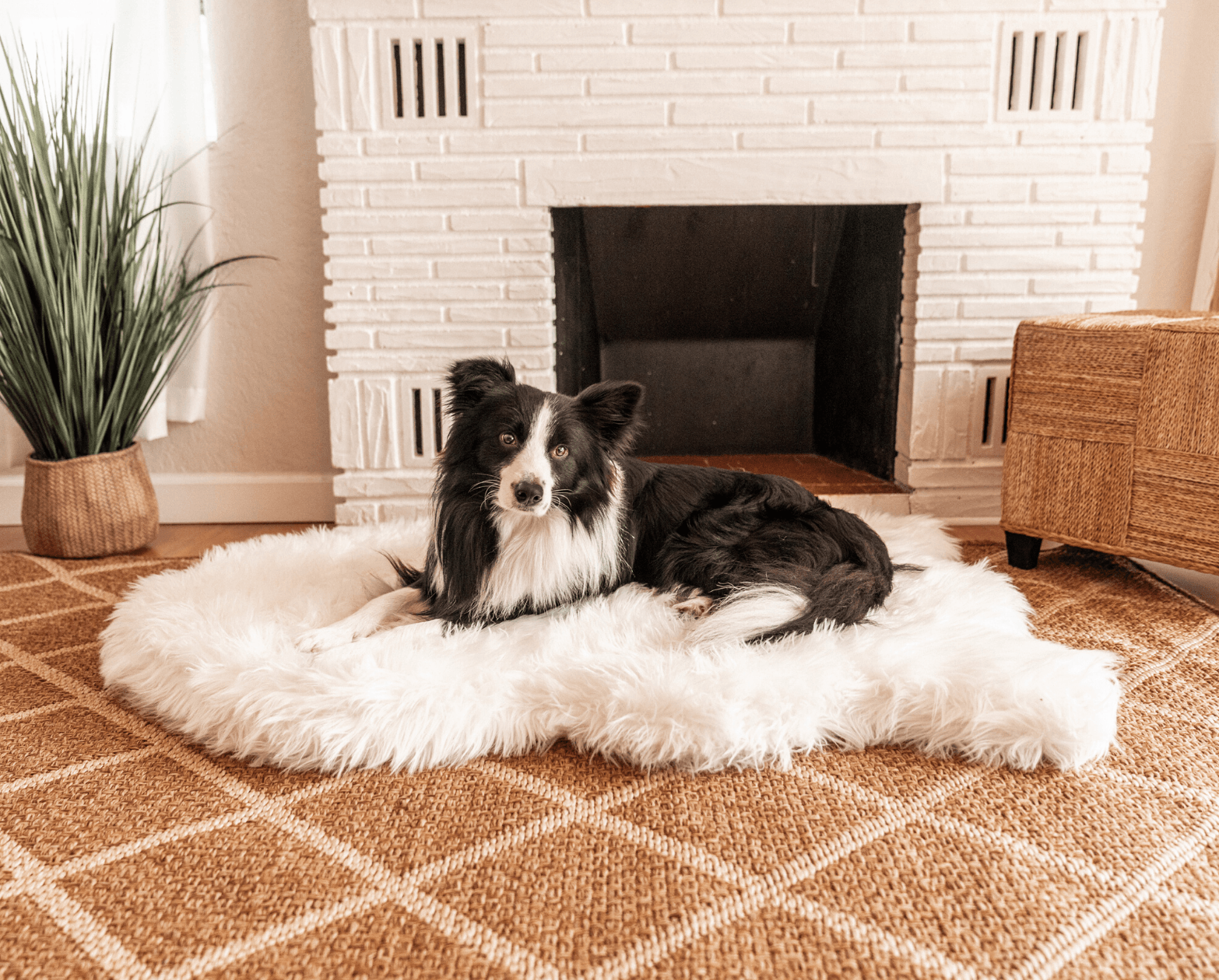 PupRug™ Orthopedic Bed + Matching Waterproof Blanket Bundle - Polar White、mySite、solidvoid