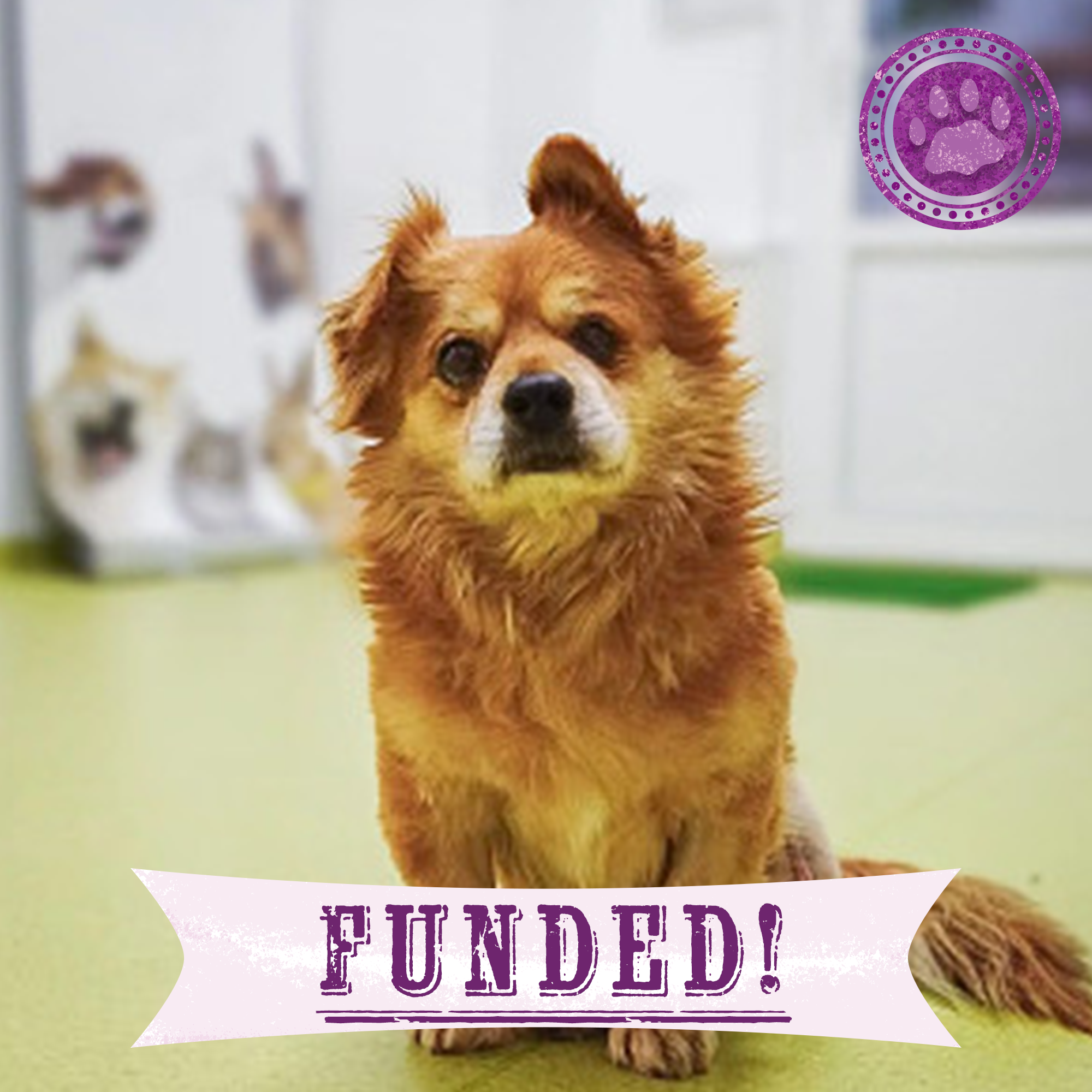 Funded: Misu Needs Your Support After Losing Leg to Infection、mySite、camillekostekn