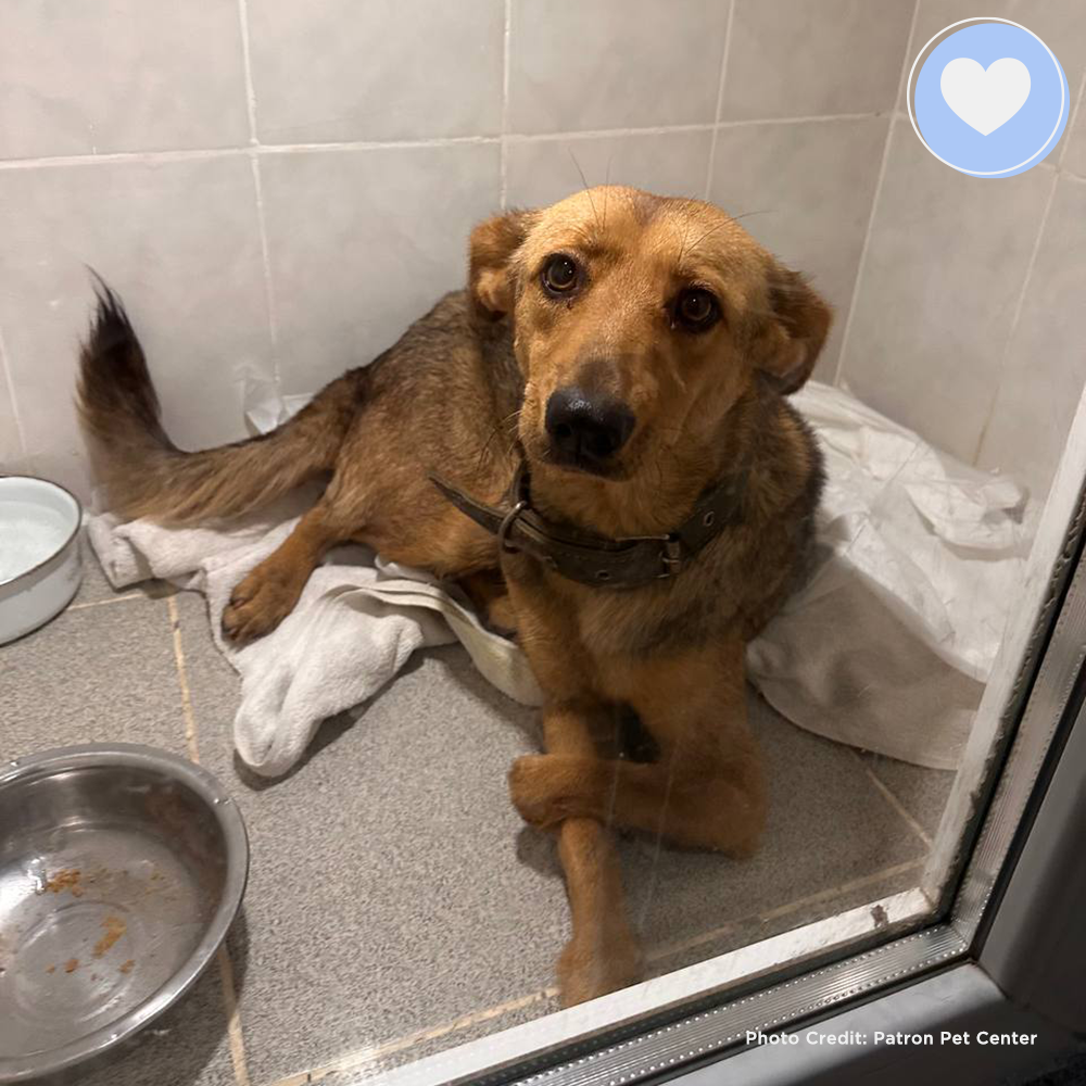 Funded: Give Zara the Chance to Walk Again、mySite、camillekostekn