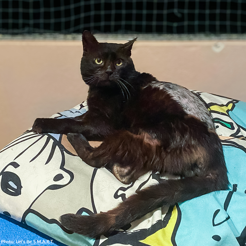 Funded: Help Ninja Recover From Gunshot Wound and Paralysis、mySite、camillekostekn