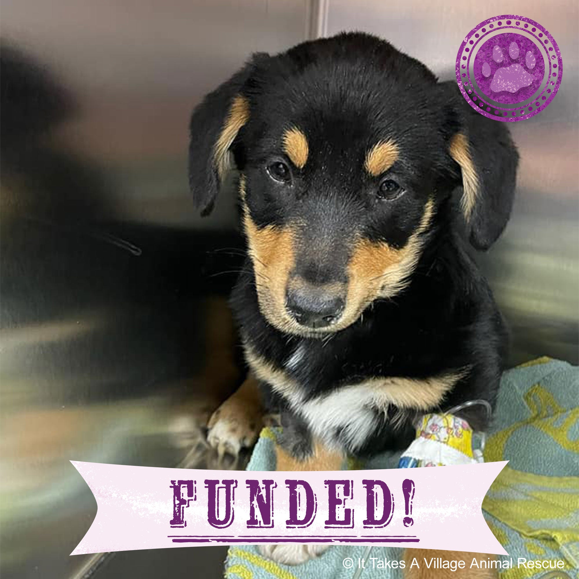 Funded - Help Cooper Breathe Easy、mySite、camillekostekn