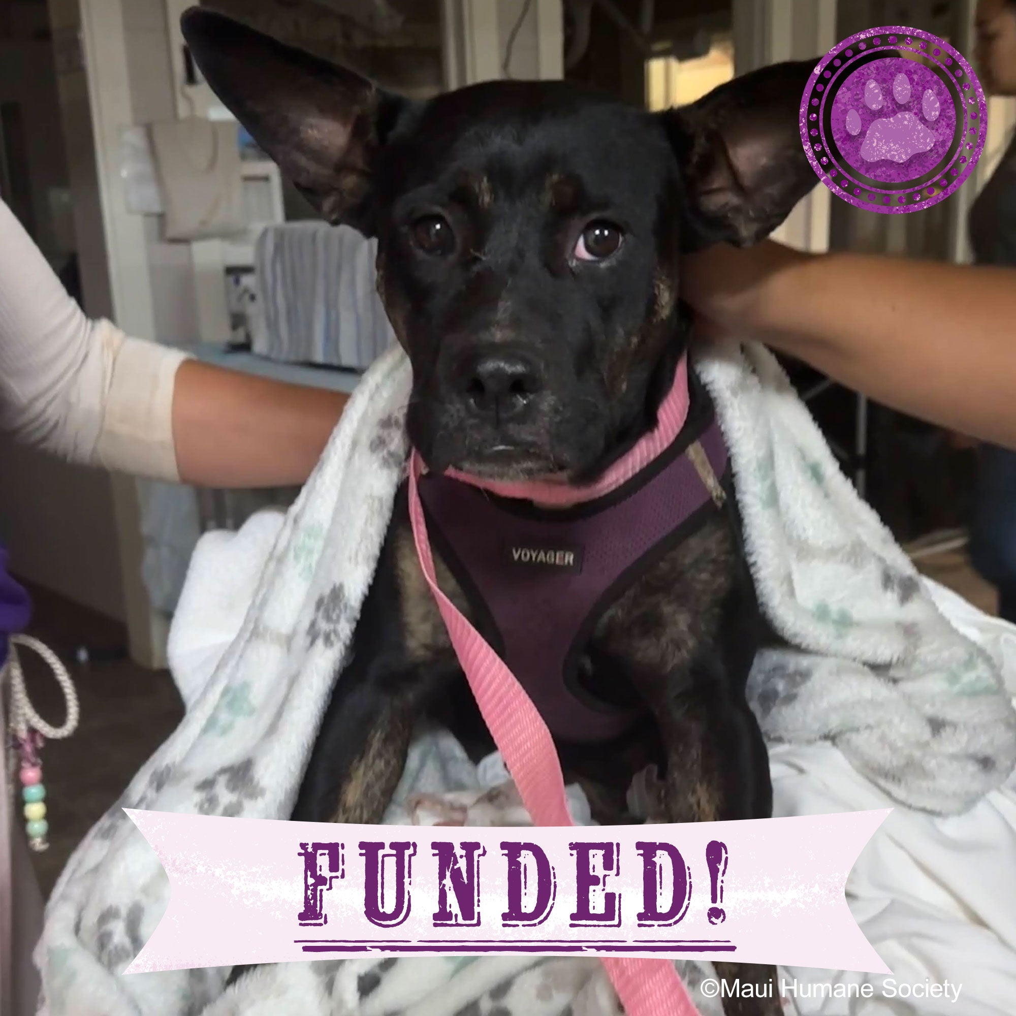 Funded - Help a Pup Saved From the Maui Wildfires、mySite、camillekostekn