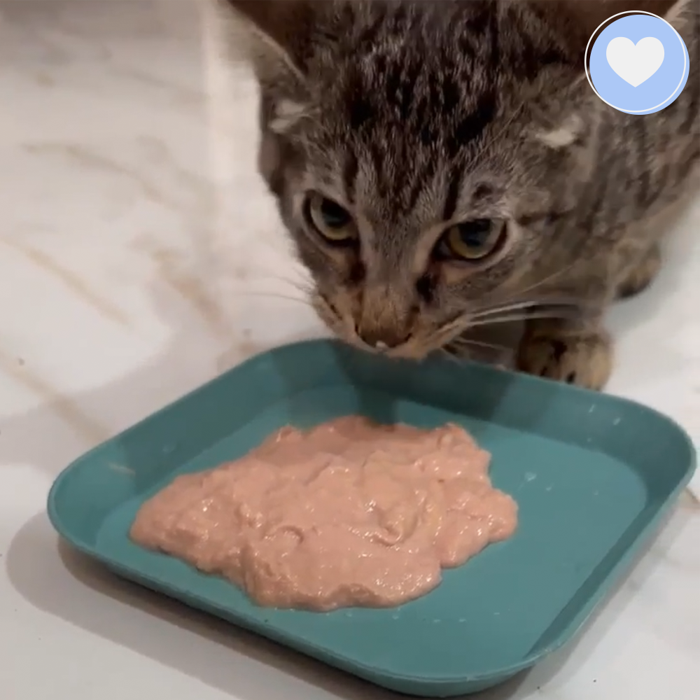 Funded - Help Lena Get Jaw Surgery、mySite、camillekostekn